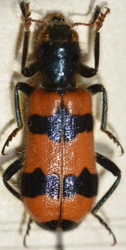 Trichodes apiarius